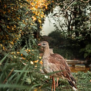 Vogelbüsche: Red-legged seriema