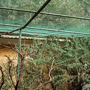 Vogelbüsche: European bee-eater