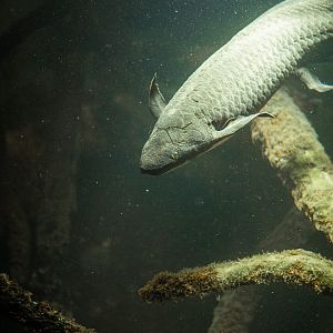 Australian Lung fish