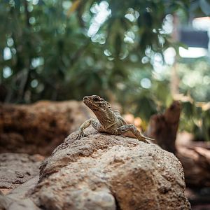 Philippine sailfin lizard