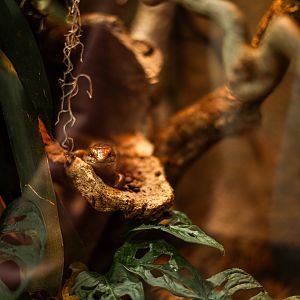 Haitian giant galliwasp