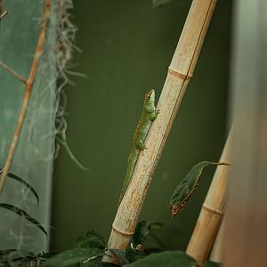 Greater Madagascar day gecko (freeroaming)