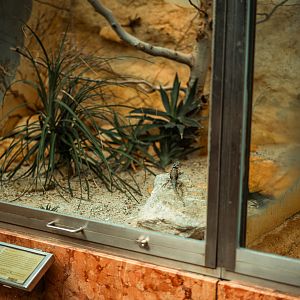 Baja California rock lizard