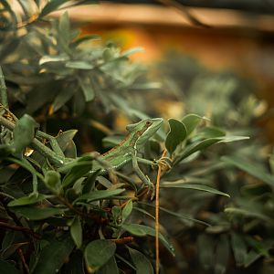 Eastern casquehead iguana