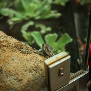 Mitchell's water monitor