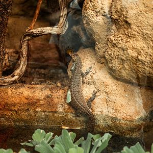 Mitchell's water monitor