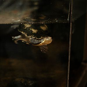 Common snake-necked turtle