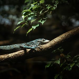 Blue-spotted tree monitor
