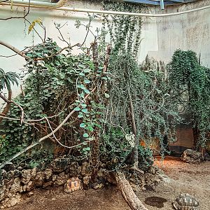 Radiated tortoise & Panther chameleon