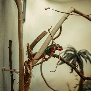 Panther chameleon