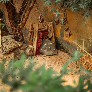 Radiated tortoise using enrichment tool