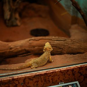 Bearded dragon