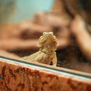 Bearded dragon