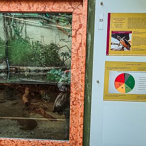 Red-necked pond turtle tank