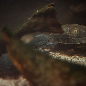Red-necked pond turtle