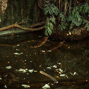 Freshwater crocodile