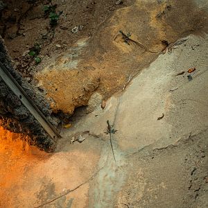 Young Green basilisks in the crocodile enclosure