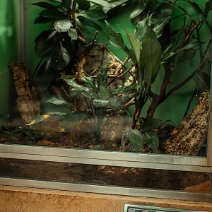 Crested Gecko terrarium