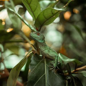 Plumbed Basilisk Female
