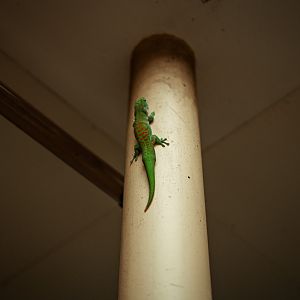 Greater Madagascar day gecko (freeroaming)