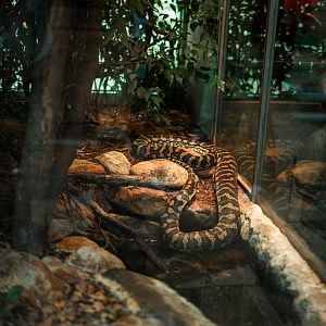 Coastal Carpet Python