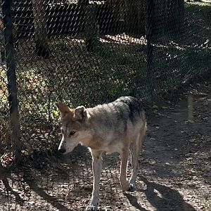 Mexican Wolf (10/19/24)