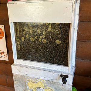 Wintering Western Honeybees - full house! (10/19/24)