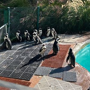 African Penguins (10/19/24)