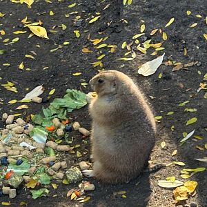 Prairie Feast (10/19/24)