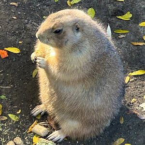 Lil Munchie Dude (10/19/24)