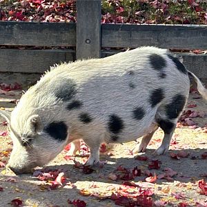 Juliana Pig (10/19/24)