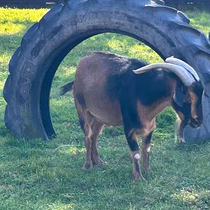 San Clemente Island Goat (10/19/24)