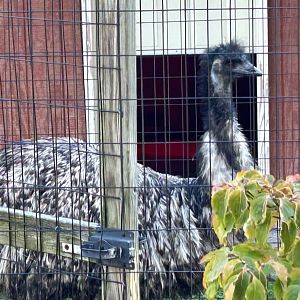 Emu (10/19/24)