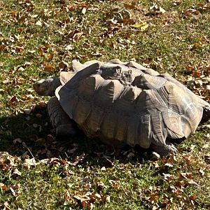 Sulcata Tortoise (10/19/24)