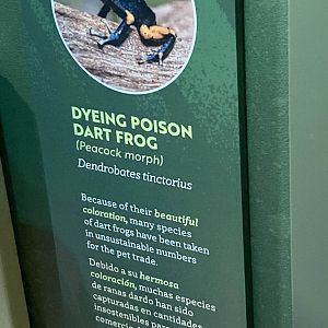 Dendrobates tinctorius "Peacock" signage.
