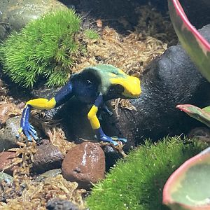 Dendrobates tinctorius "Peacock"