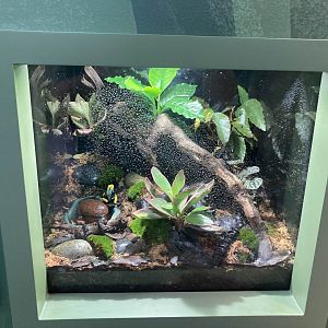 Dendrobates tinctorius "Peacock" vivarium