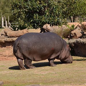 Hippo