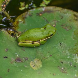 Eastern Dwarf Frog