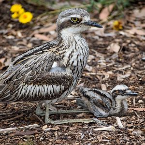 Bush Stone-Curlew with chick