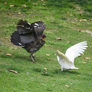 Australian Brush-Turkey vs. Sulphur-crested Cockatoo