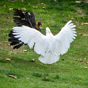 Australian Brush-Turkey vs. Sulphur-crested Cockatoo