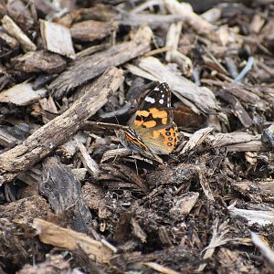 Australian Painted Lady