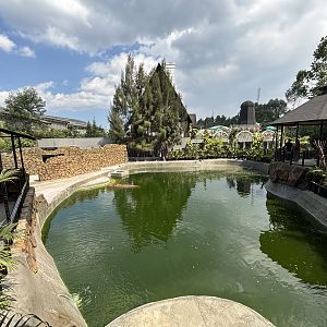 Common Hippo Exhibit - New in 2024