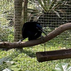 Magnificent Riflebird