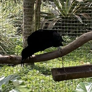 Magnificent Riflebird