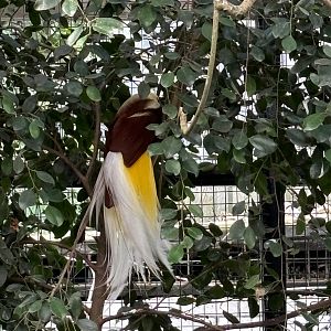 Greater Bird of Paradise