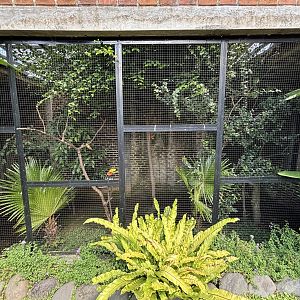 “Southeast Asian” Aviary