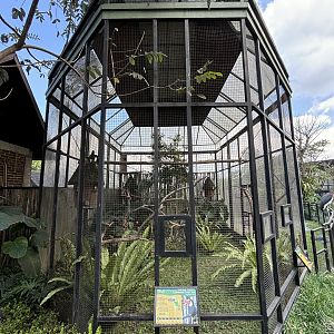 Common Toucan Aviary