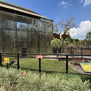 Lesser Adjutant Exhibit